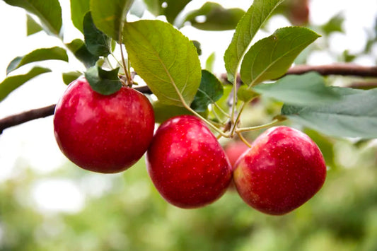 The New ‘It’ Apples to Look Out for This Fall