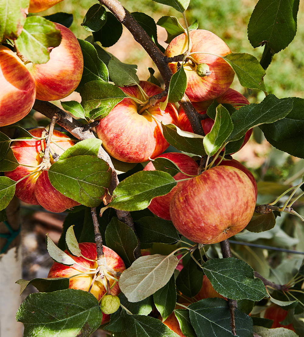 The New ‘It’ Apples to Look Out for This Fall