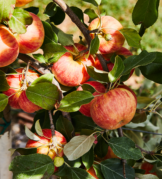 The New ‘It’ Apples to Look Out for This Fall